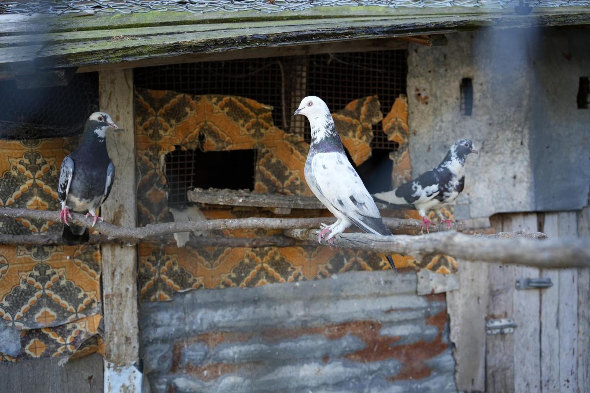 Guest House Denis Gjirokastër 外观 照片